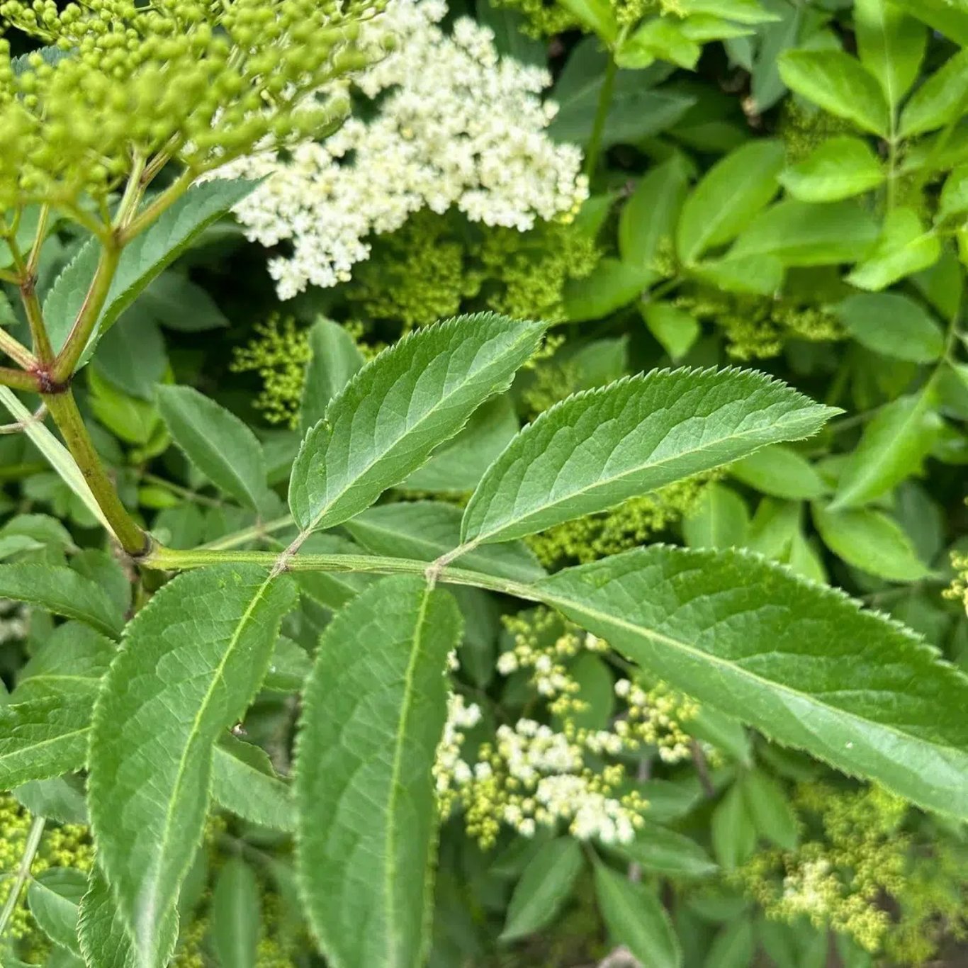 Sambucus nigra - 60-100 CM bare root 3-4 branche